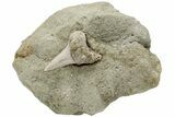 Fossil Mako Shark Tooth On Sandstone - Bakersfield, CA #223712-1